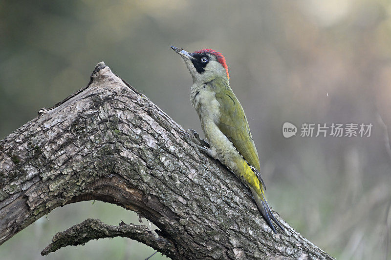 雌性绿啄木鸟(Picus viridis)